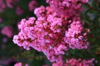 Lagerstroemia indica 'Milarosa' (With Love Girl)