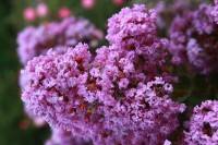 Lagerstroemia indica 'Milavio' (With Love Eternal)