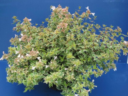 Abelia-grandiflora-Sparkling-Silver
