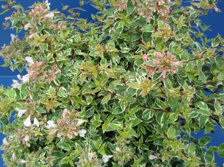 Abelia-grandiflora-Sparkling-Silver_tak