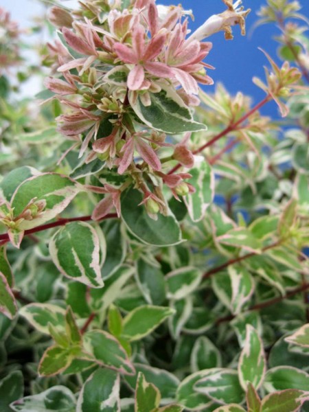Abelia-grandiflora-Sparkling-Silver_tak_2