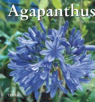 Agapanthus - Hanneke van Dijk