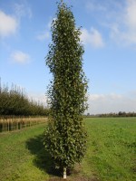 Betula pendula 'Jolep1' FASTIGIATA JOES - 2