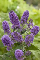 Buddleja 'BUD 116' (Lilac Turtle)