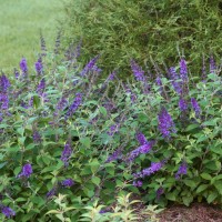 Buddleja 'NC2009-3' (Blue Chip Jr.)