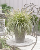 Carex 'Feather Falls'