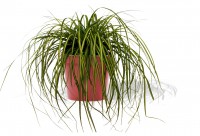 Carex EverColor Eversheen