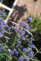 Caryopteris clandonensis 'Elst33' (BLUE EMPIRE) - 1