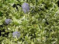 Ceanothus impressus 'Cool Blue'