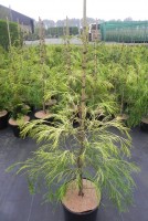 Chamaecyparis lawsoniana 'Filip's Golden Sprinklers' - 1