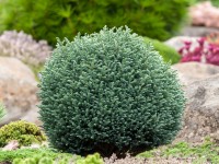 Chamaecyparis pisifera 'Blue Moon'