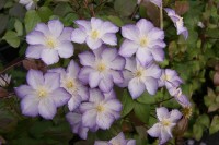 Clematis 'Zo09067' (LUCKY CHARM)