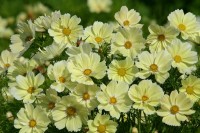 Cosmos bipinnatus 'Xanthos'