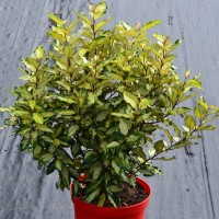 Elaeagnus ebbingei 'Abrela' (MARYLINE)