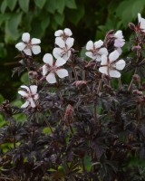 Geranium pratense 'Midnightlyona' (Midnight Ghost)