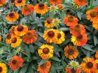 Helenium autumnale 'Short and Sassy'