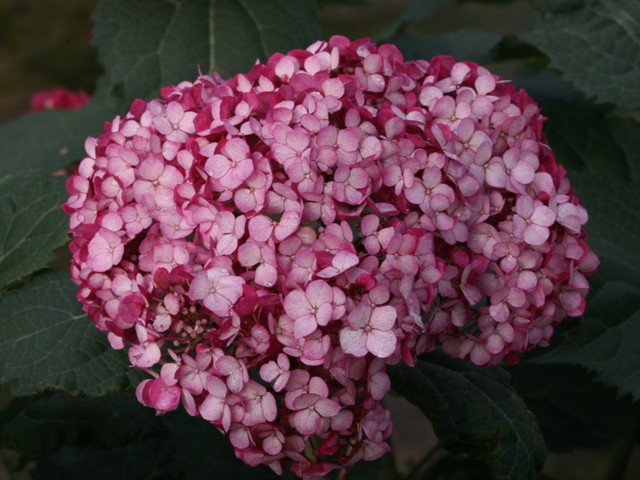 Руби анабель описание. Hydrangea arborescens Ruby Annabelle 'ncha3' PBR.