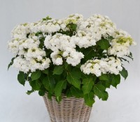 Hydrangea macrophylla 'Dancing Snow' (Doppio Bianco)