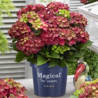 Hydrangea macrophylla 'Ruby Tuesday' (Magical Ruby Tuesday)