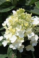 Hydrangea paniculata 'PIIHPI' (Baby Lace)