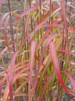 Miscanthus sinensis 'Navajo'