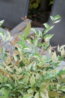 Nandina domestica 'Twilight'