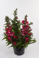 Penstemon hartwegii 'Peptalk Red'