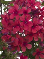 Phlox 'Early Red' (Paniculata Group)