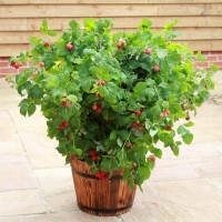 Rubus ideaus 'NR7' (Ruby Beauty)