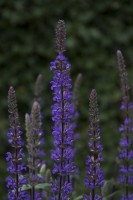 Salvia nemorosa 'Caramia'