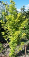 Sambucus nigra 'Jdeboer001' (Golden Tower)