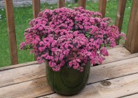 Sedum 'Dazzleberry' (Sunsparkler)