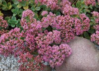 Sedum 'Lime Zinger' (Sunsparkler)