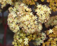 Sedum telephium 'Eline' (Yellow Matrona)