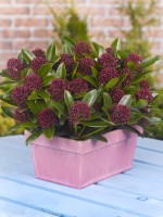 Skimmia japonica 'Moerings 2' (RED DWARF) - 1