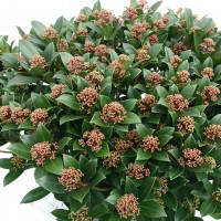 Skimmia japonica 'Moerings 47' (PINK DWARF)