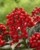 Skimmia Pabella