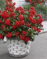 Skimmia Pabella