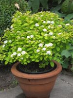 spiraea-betulifolia-tor-gold