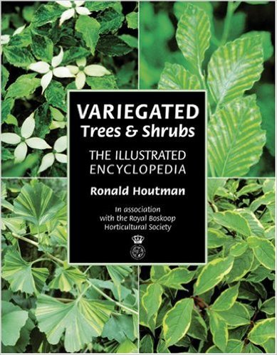 Variegated trees and shrubs